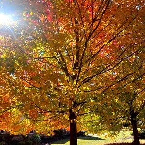 Meet your Posher, Jacqueline